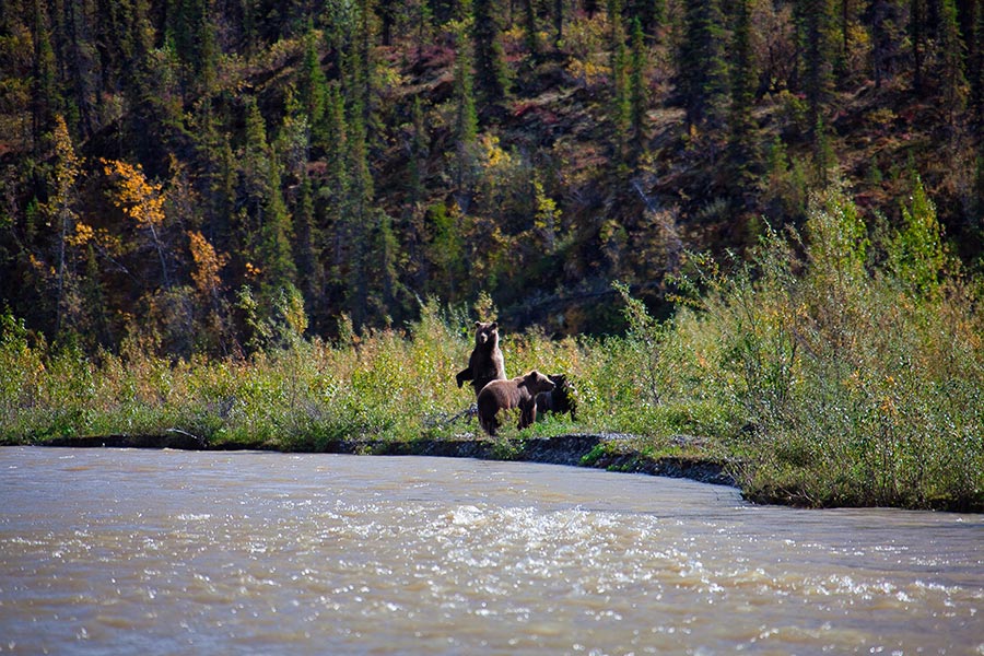 Bears on the shore of the Mountain River in Canada's Northwest Territories.
