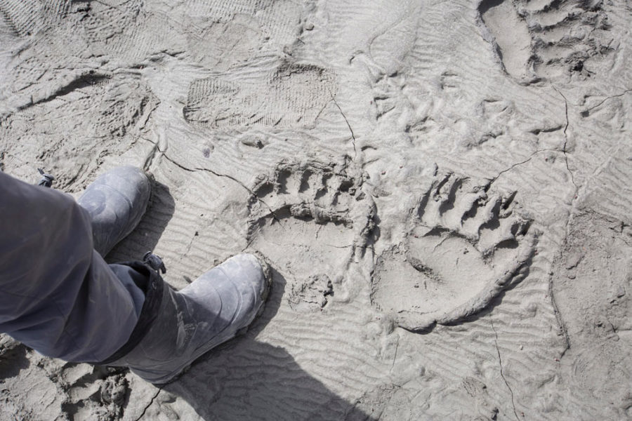 Bear prints on the shore of the Tatshenshini River. The Tatshenshini river valley is home to large populations of grizzlies, bald eagles, moose, wolves and other animals.
