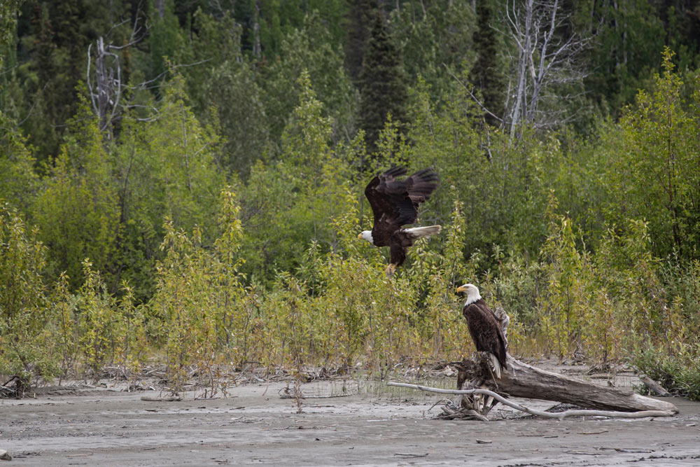 A pair of eagles on the shore of the Tatshenshini River, which is home to large populations of grizzlies, bald eagles, moose, wolves and other animals.