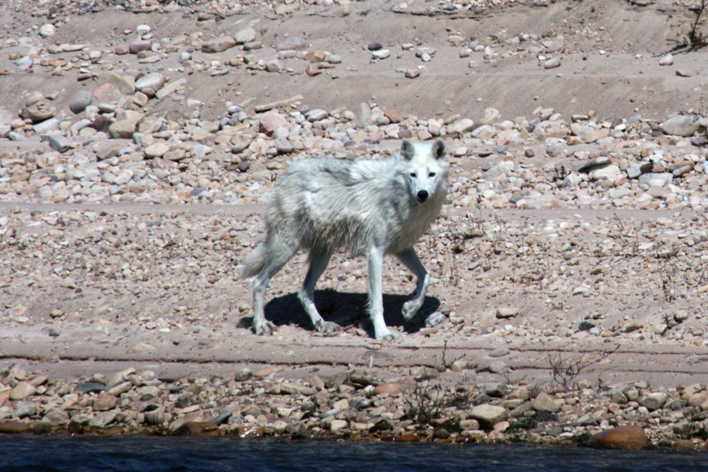 Wolf, Thelon River in Canada's Northwest Territories.