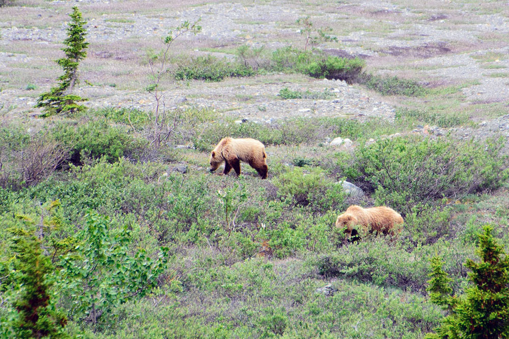 Two bears spotted on our Alsek River Rafting Expedition.