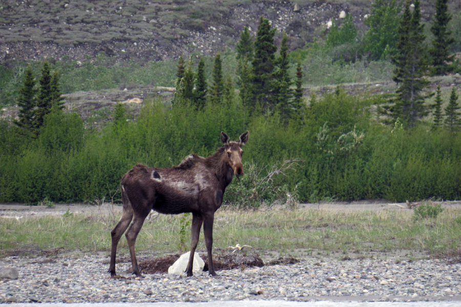 A moose on the shore of the Alsek River.