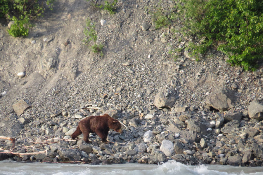 A bear on the shore of the Alsek River, photographed from a raft on our Alsek River Rafting Expedition.