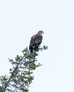 Golden Eagle on the Firth