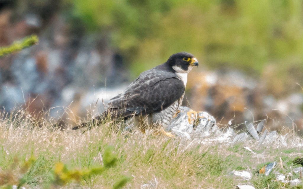 Peregrine Falcon on the Firth River