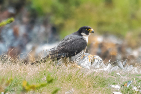 Peregrine Falcon on the Firth River