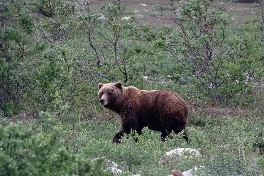 a bear in the woods