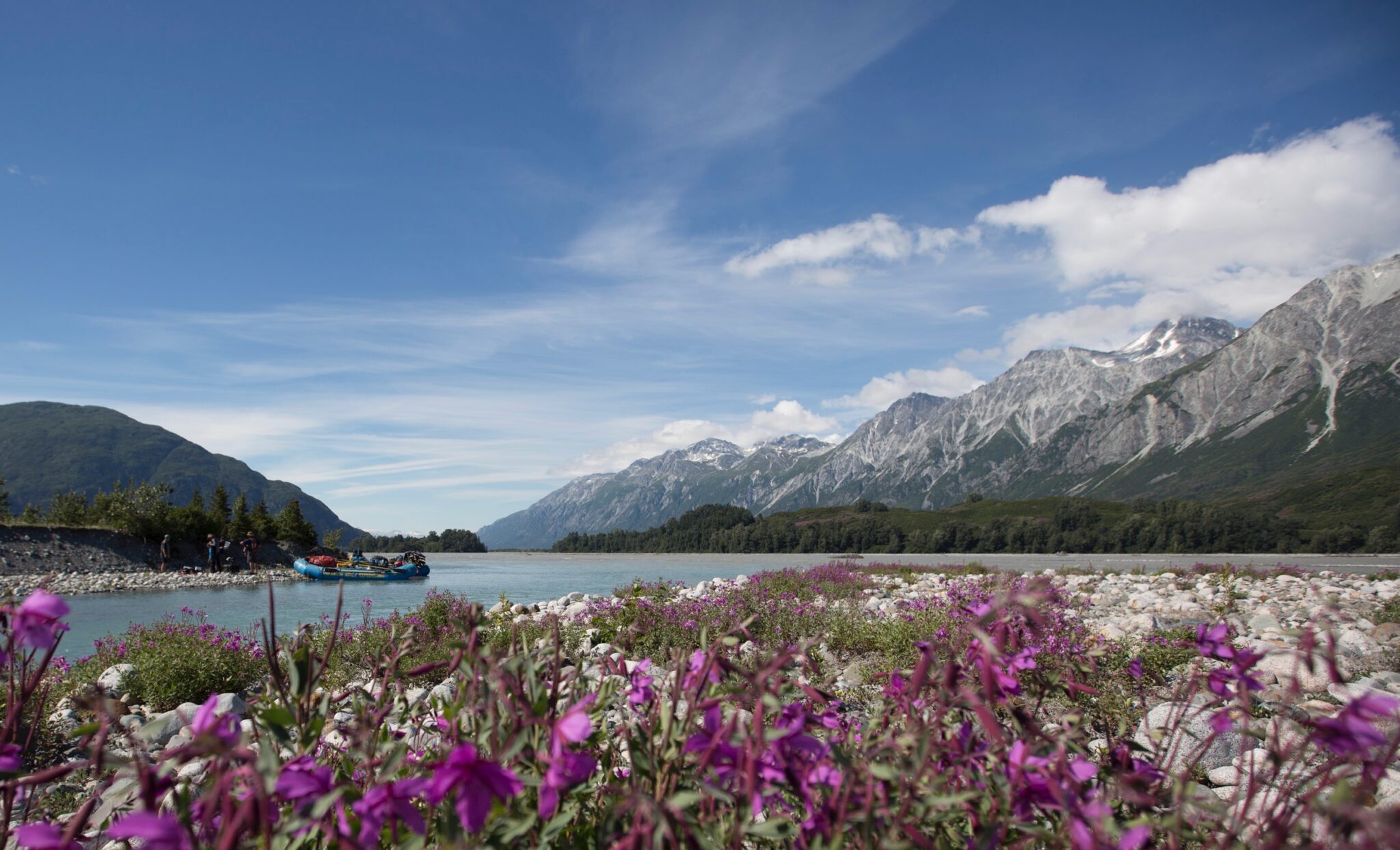 River beauty wildflowers on the Tatshenshini River, Canada / Alaska border.