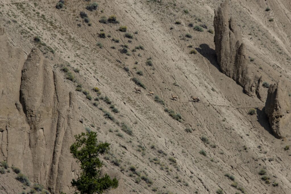 Bighorn sheep near Farwell Canyon, British Columbia, Canada.