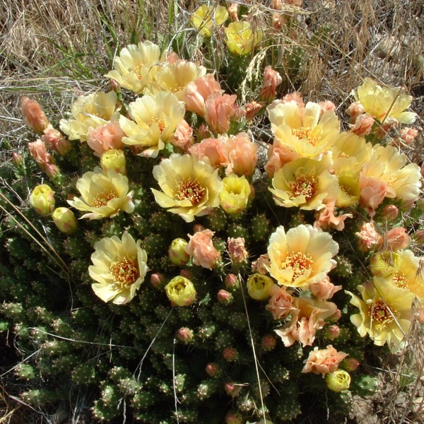 Prickly pear cactus, British Columbia, Canada.