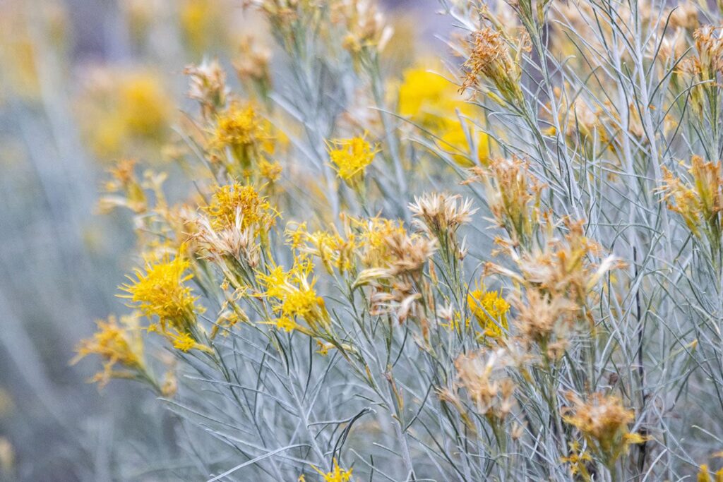 Rubber rabbitbrush plant, Chilcotin Plateau, British Columbia, Canada.