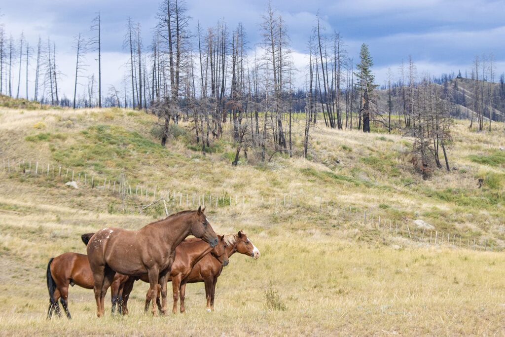 Wild horses on the Chilcotin Plateau, British Columbia, Canada.