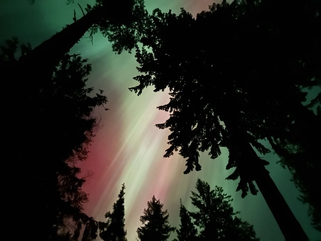 northern lights / aurora in a boreal forest, canada.