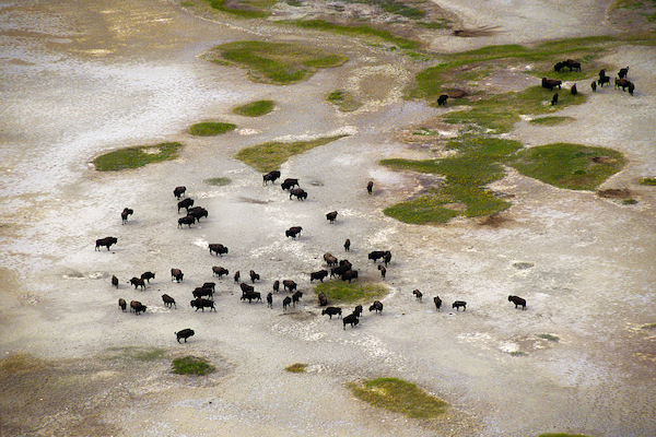 buffalo on the salt plains, wood buffalo national park